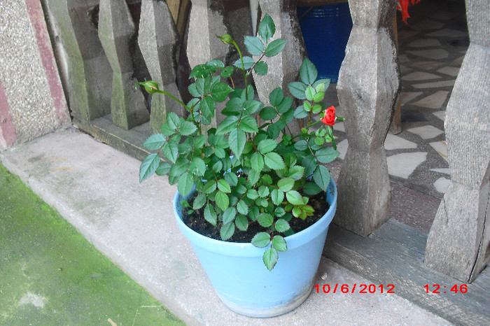 CIMG9687 - florile surorii mele oty