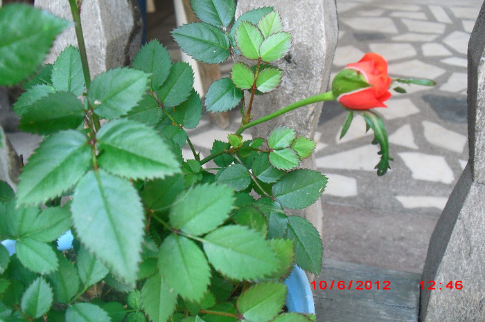 CIMG9688 - florile surorii mele oty