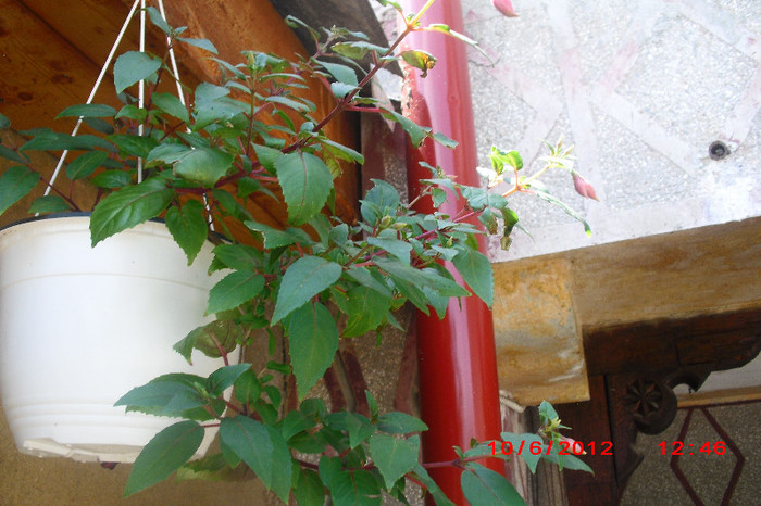 CIMG9690 - florile surorii mele oty