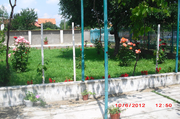 CIMG9718 - florile surorii mele oty