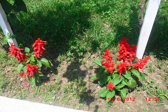 CIMG9722 - florile surorii mele oty
