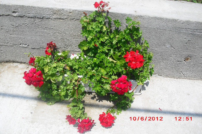 CIMG9725 - florile surorii mele oty