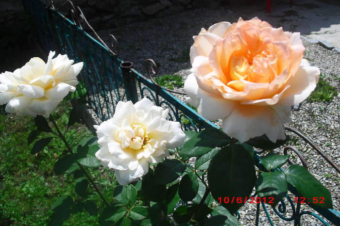 CIMG9728 - florile surorii mele oty