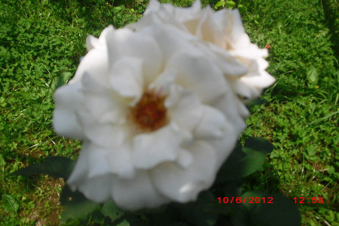 CIMG9734 - florile surorii mele oty