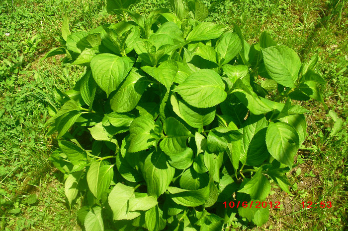 CIMG9736 - florile surorii mele oty