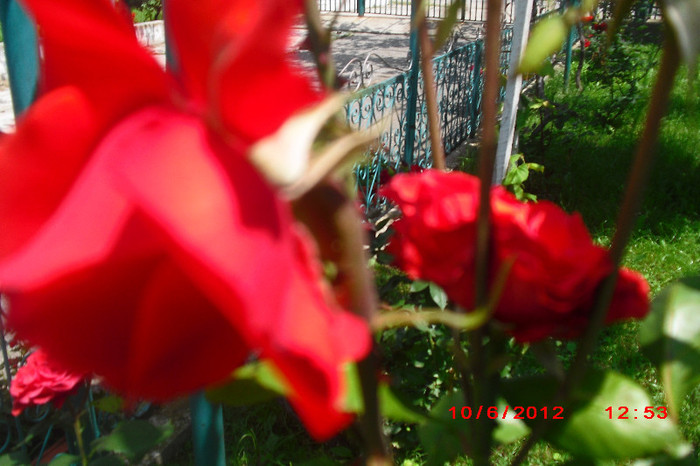 CIMG9737 - florile surorii mele oty