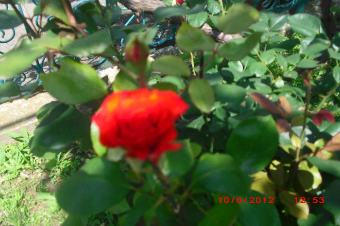 CIMG9738 - florile surorii mele oty