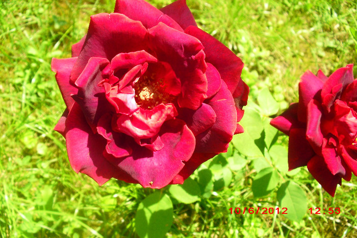 CIMG9739 - florile surorii mele oty