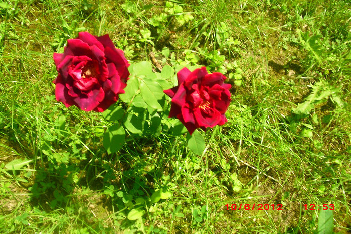 CIMG9740 - florile surorii mele oty