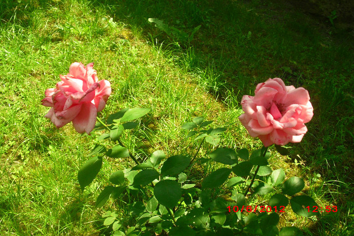 CIMG9741 - florile surorii mele oty