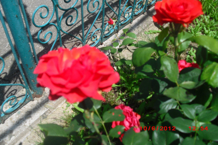 CIMG9742 - florile surorii mele oty