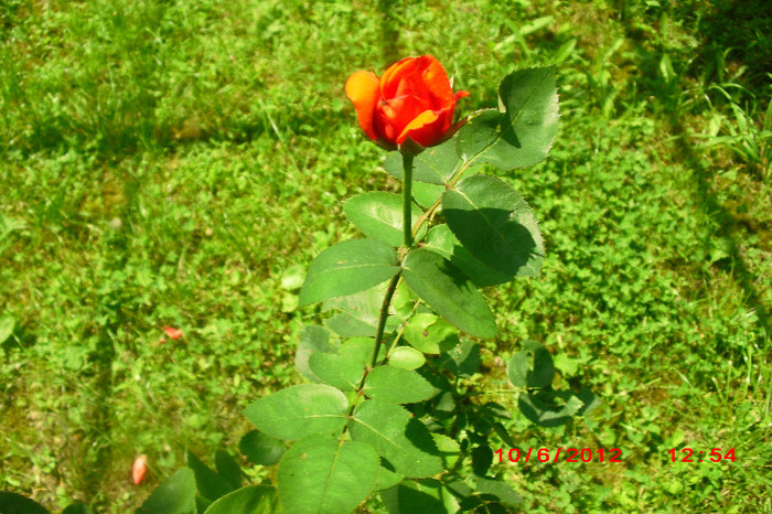 CIMG9743 - florile surorii mele oty