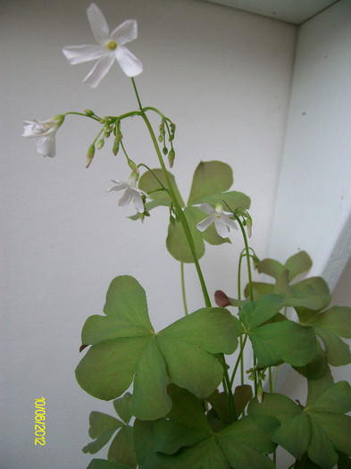 SANY2648 - oxalis