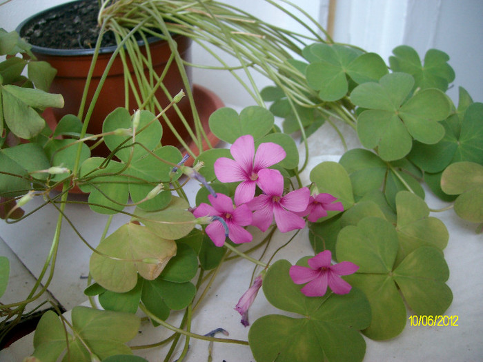 SANY2650 - oxalis