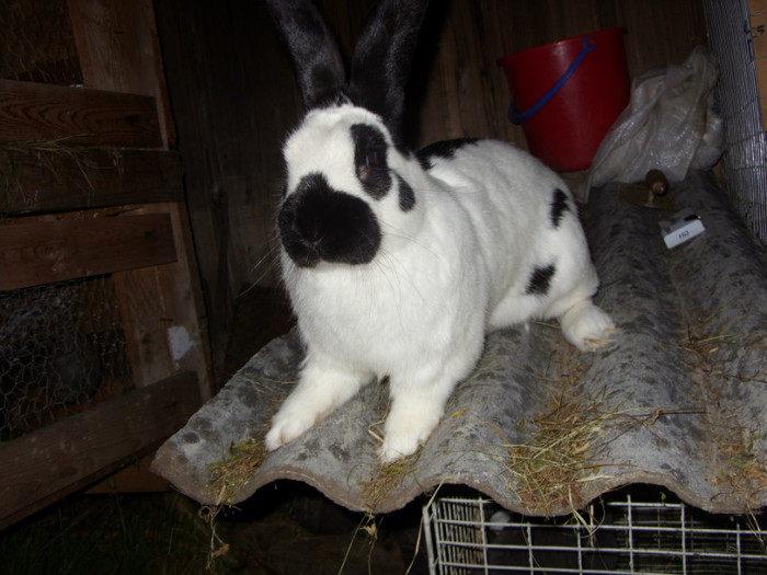 SDC11359 - a a a a a a  poze 12 06 2012