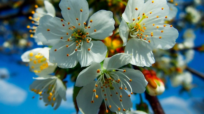 BestHDWallpapersPack600_21 - Desktop New 2013