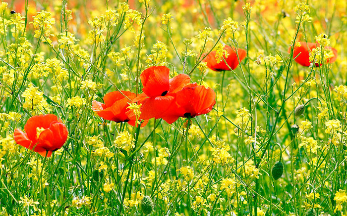 BestHDWallpapersPack600_61 - Desktop New 2013