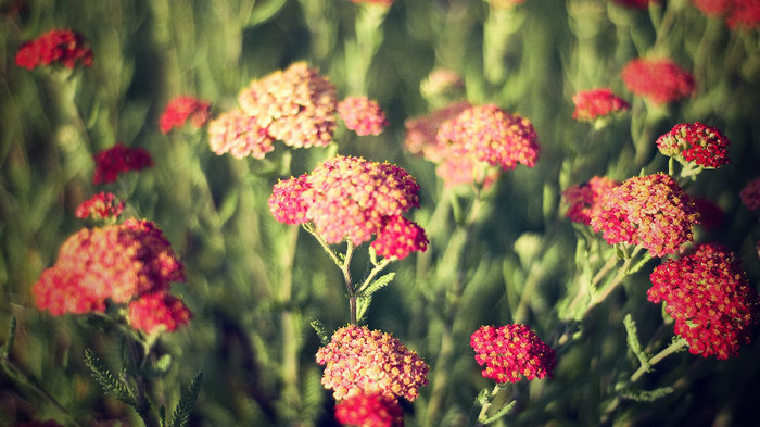 BestHDWallpapersPack601_10