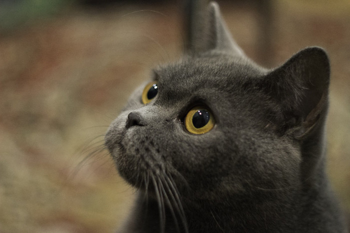 BestHDWallpapersPack602_61 - Desktop New 2013