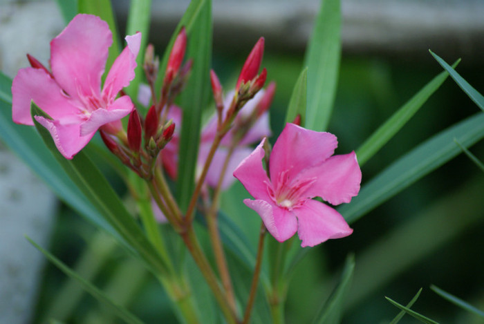 DSC00157 - 02_Gradina_Leandrii_12_06_2012