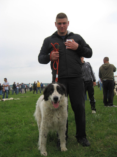 expo veresti - caini ciobanesti romanesti crb crc crm si poate unii sunt metisi 1