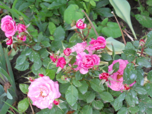 DSCN4056
