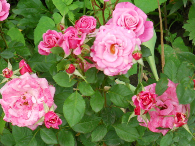 DSCN4095