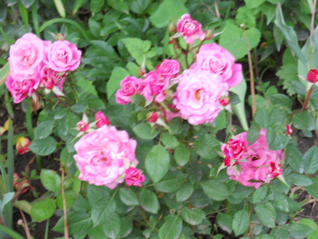 DSCN4096
