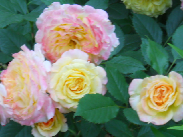 DSCN4091
