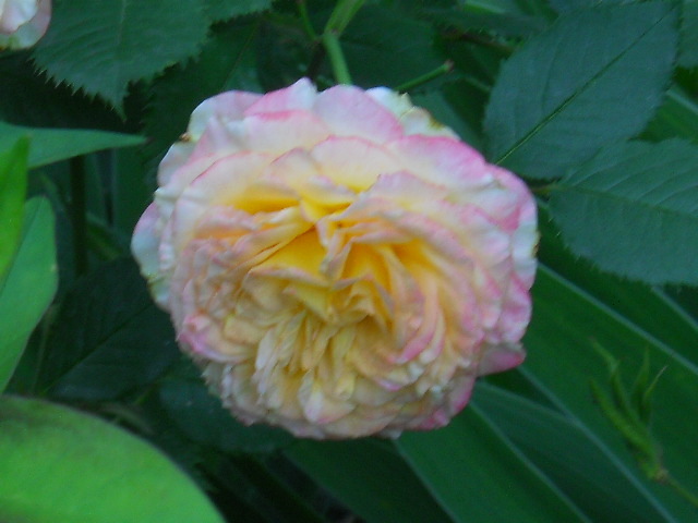 DSCN4094