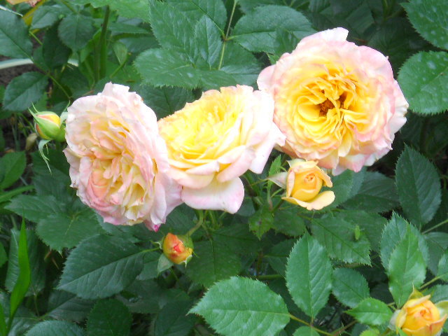 DSCN3968