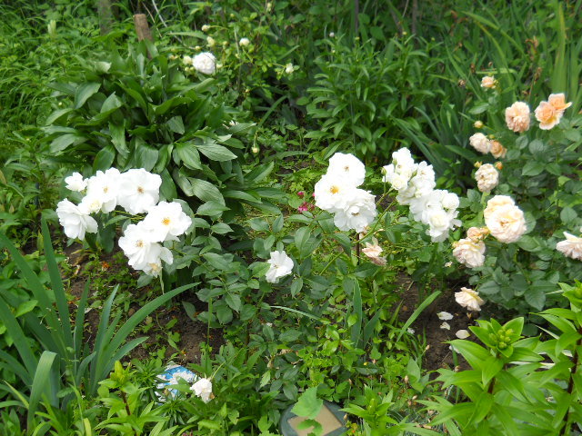 DSCN3969
