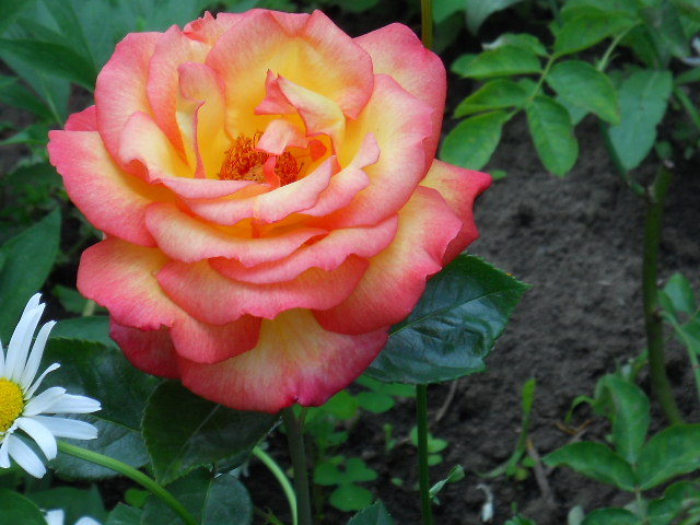 DSCN3972