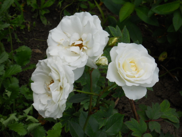 DSCN3970