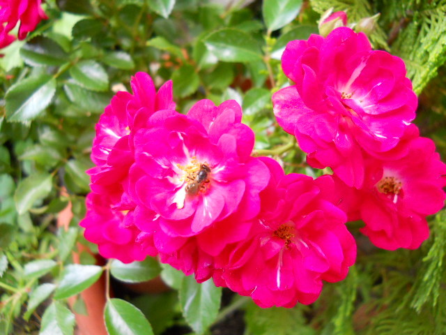 DSCN3978