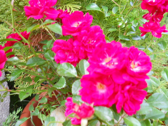 DSCN3979