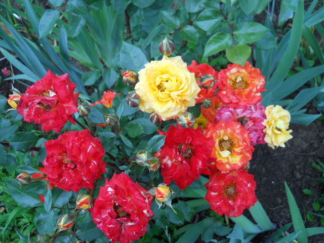 DSCN3981
