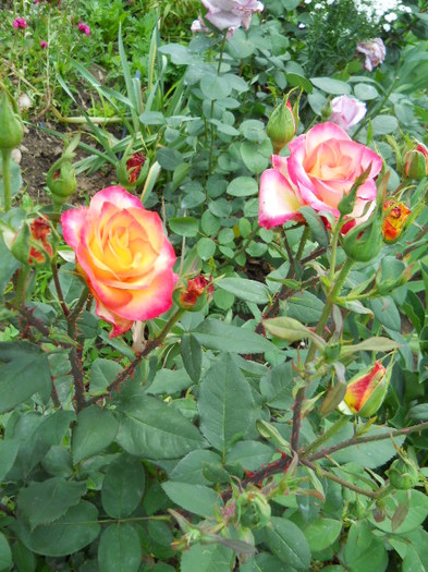 DSCN3986