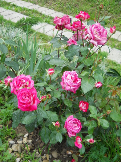 DSCN3987