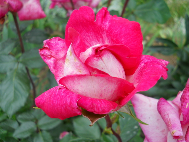 DSCN3988