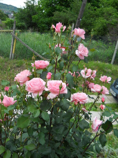 DSCN3991