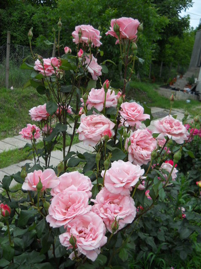 DSCN4080