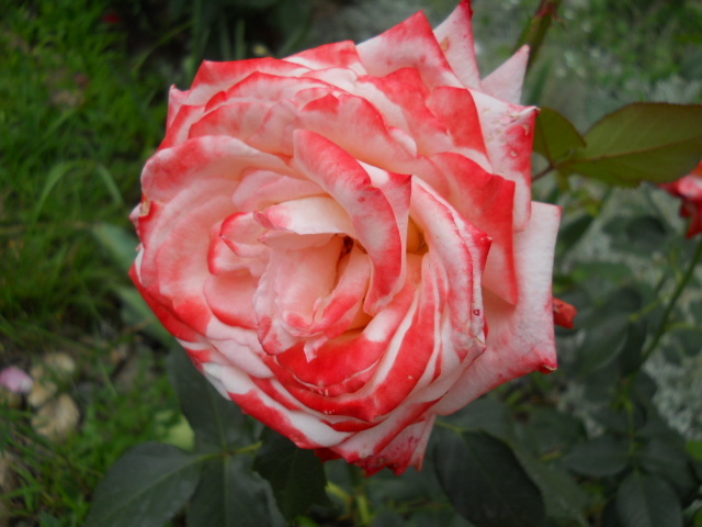 DSCN3997