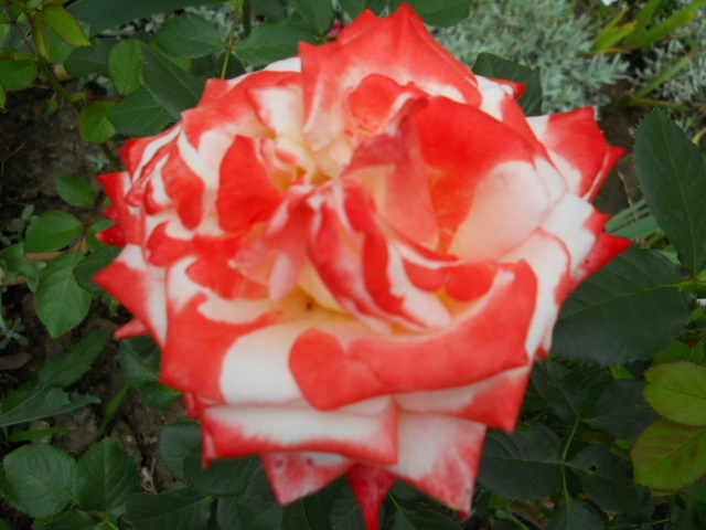 DSCN3998