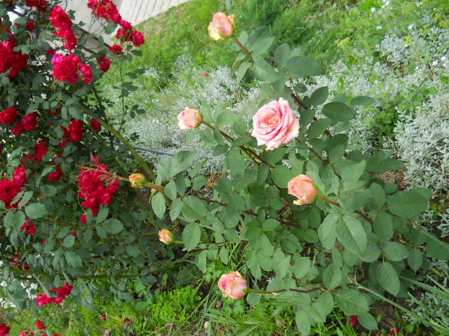 DSCN4004
