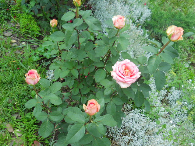 DSCN4005