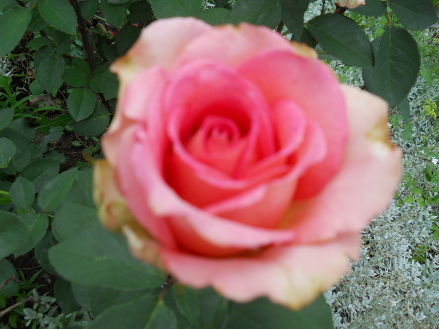 DSCN4077