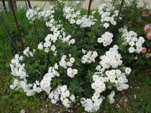 DSCN4007