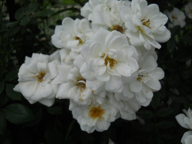 DSCN4009