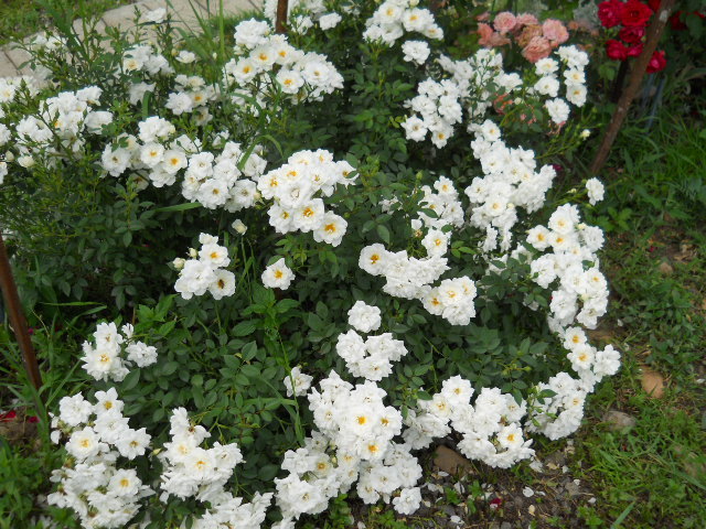 DSCN4011